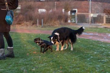 Bild 54 - Hundeshooting